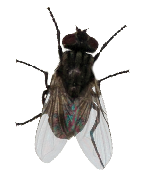Fly.png
